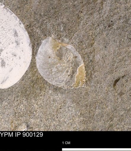 Protocardia subquadrata