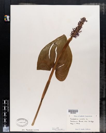 Pontederia cordata