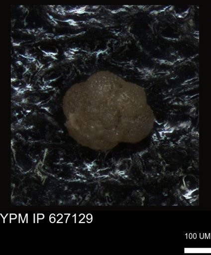 undet. Foraminiferida