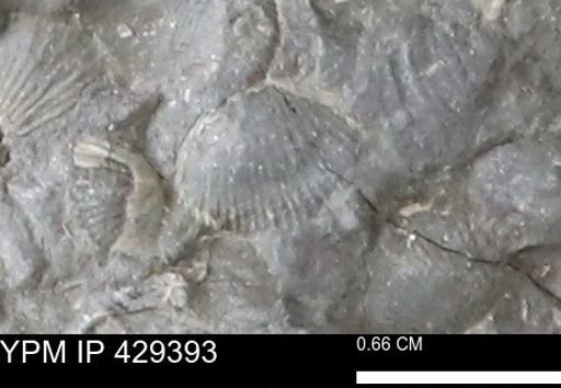 Devonochonetes scitulus