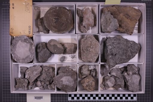 mixed taxa, stratigraphic collection