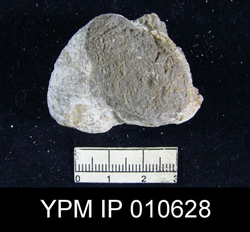 Productus ivesi