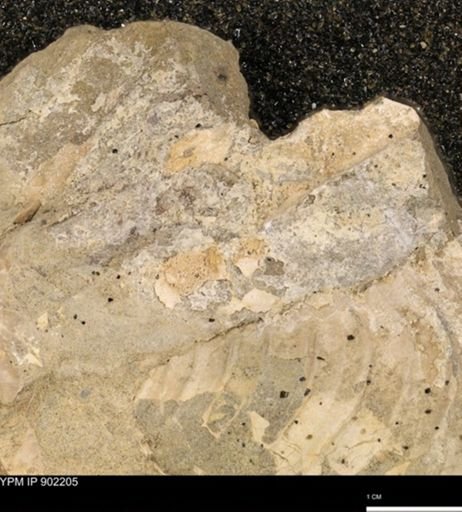 undet. Mollusca