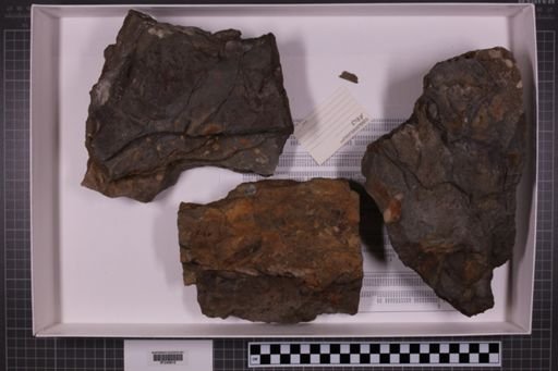 mixed taxa, stratigraphic collection