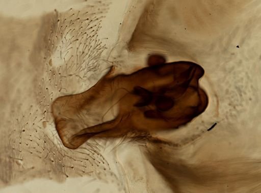 Araneae