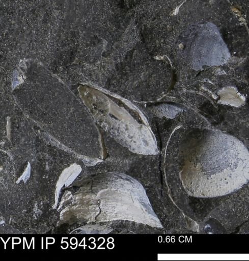 undet. Bivalvia