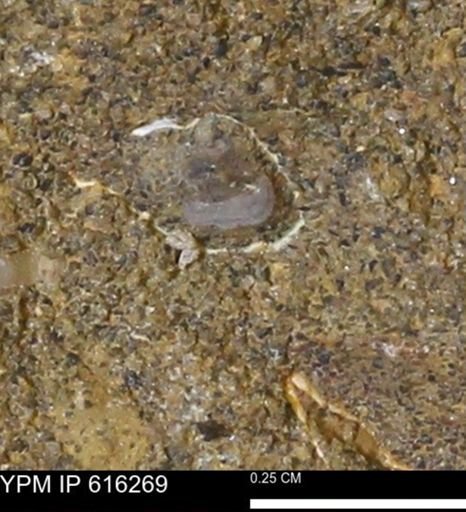 Protocardia subquadrata