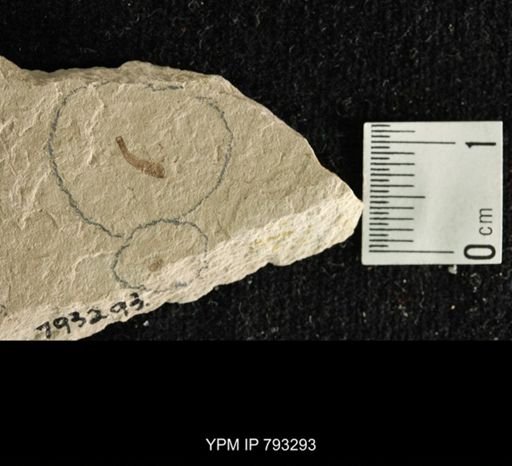Tipulidae