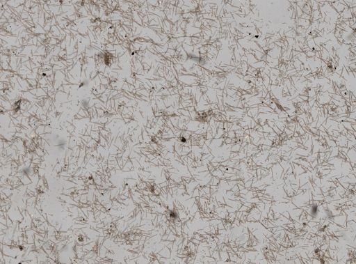 Amphimedon compressa