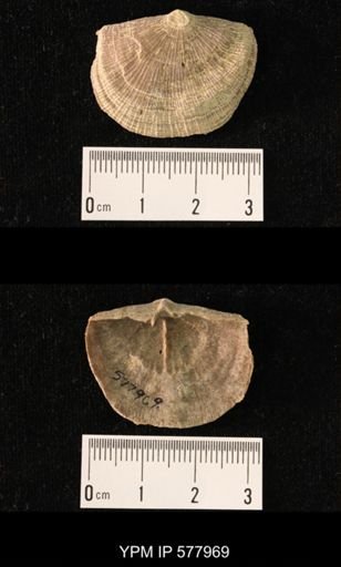 Derbya crassa