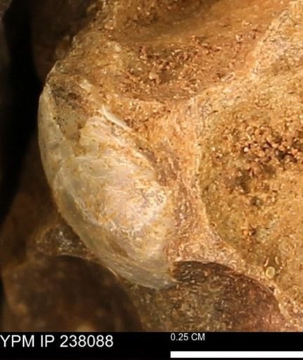 Protocardia subquadrata