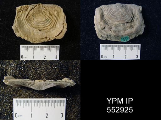 Leptaena rhomboidalis