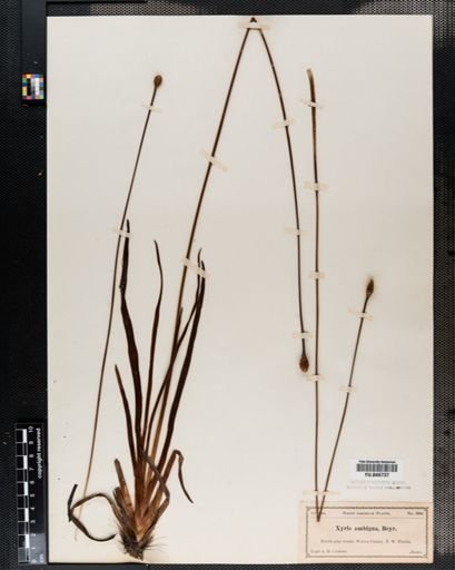 Xyris ambigua