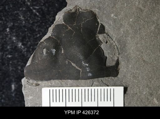 Trimerus sp.