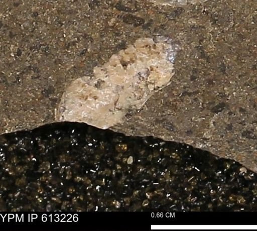 Scaphites sp.