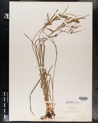 Carex prasina