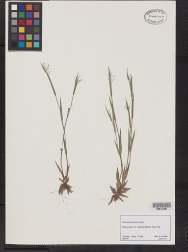 Panicum leucothrix