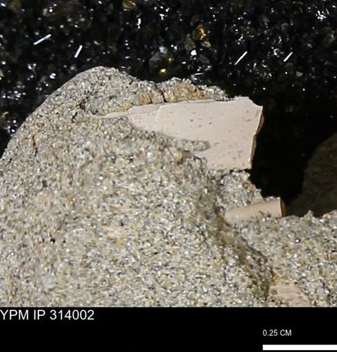 undet. Bivalvia
