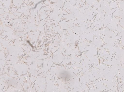 Agelas sp.