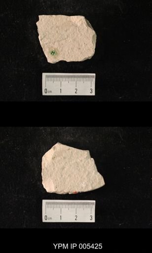 Choristosialis enigmaticas