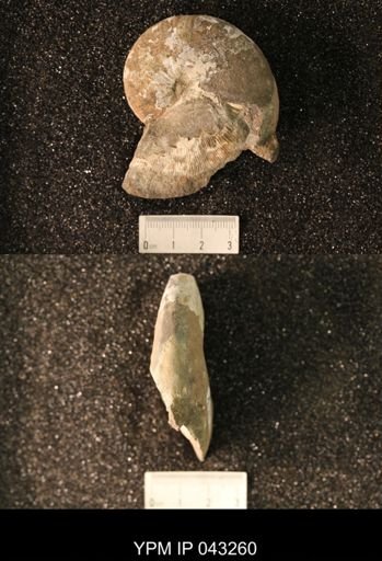 Hoploscaphites nicolletii