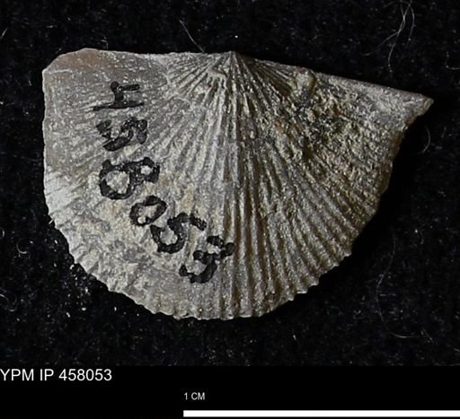 Strophodonta sp.
