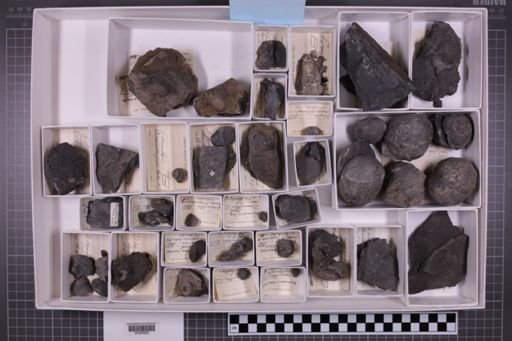 mixed taxa, stratigraphic collection