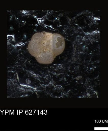 undet. Foraminiferida