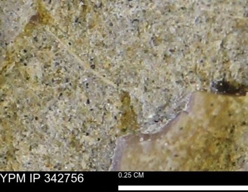 undet. Mollusca