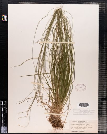 Plantae