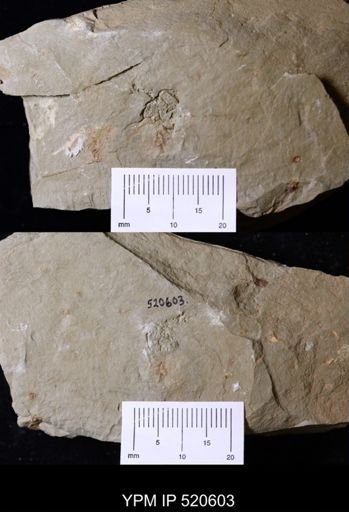 undet. Cornuta