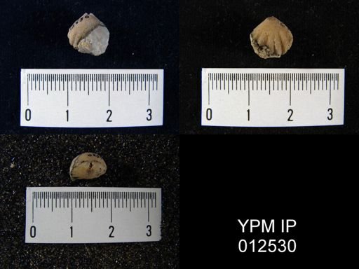 Pugnoides texanus