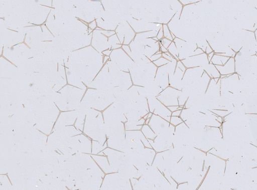 Leuconia?