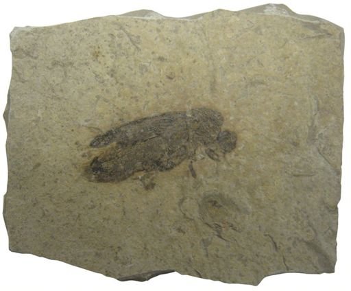 undet. Coleoptera