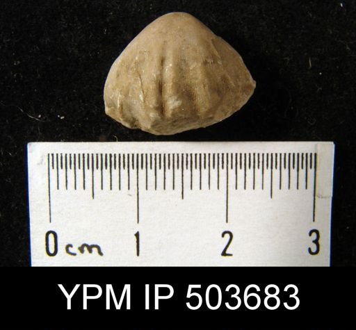 Enteletes hemiplicata