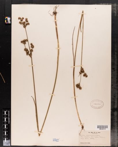 Juncus canadensis