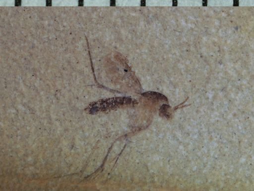 undet. Mycetophilidae