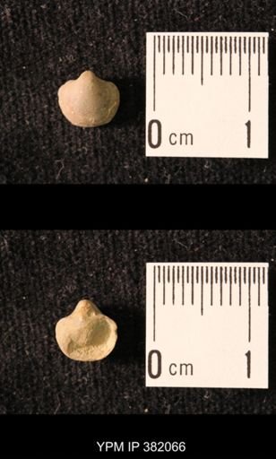 Ambocoelia planoconvexa