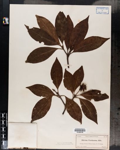 Illicium floridanum