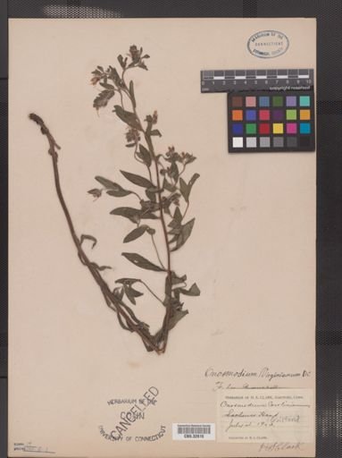 Onosmodium virginianum