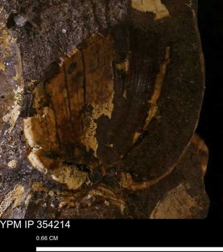 undet. Bivalvia