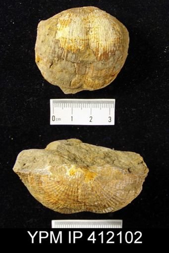 Productus martini