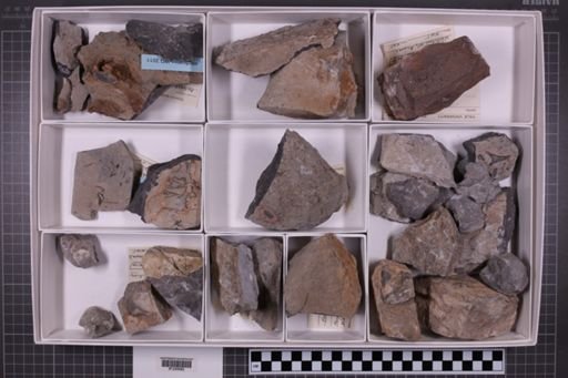mixed taxa, stratigraphic collection