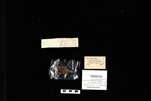 Stephanolepis hispidus