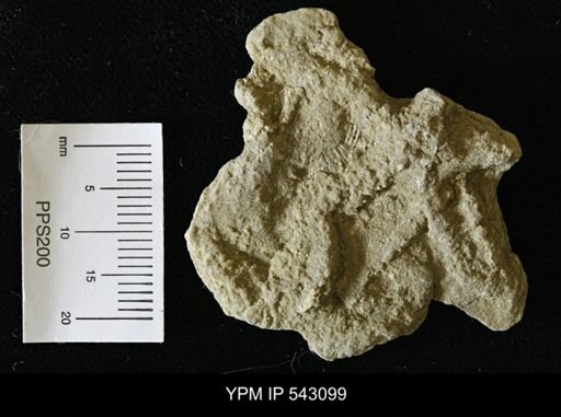 Asteriacites sp.