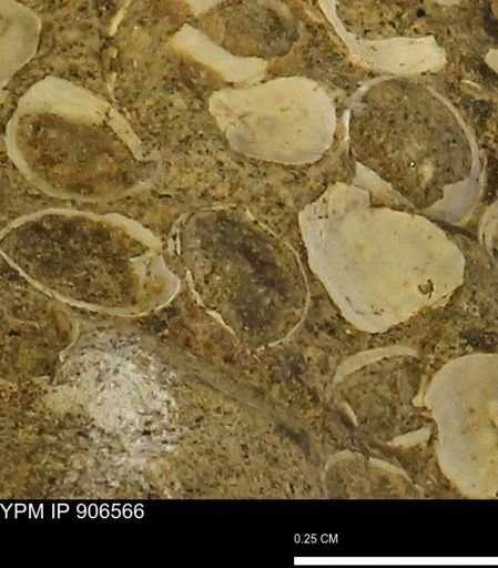 Corbulamella?
