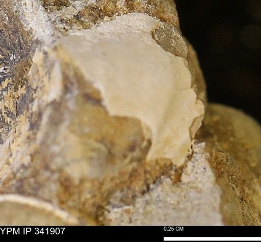 Protocardia sp.