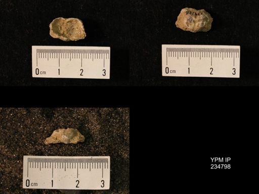 Marginifera wabashensis var. armata