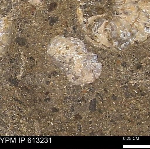 Scaphites sp.
