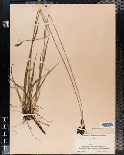 Carex